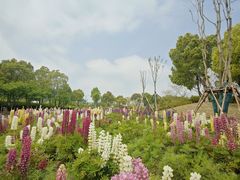 -春花秋色城市公园