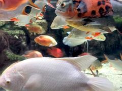 -太平洋海底世界