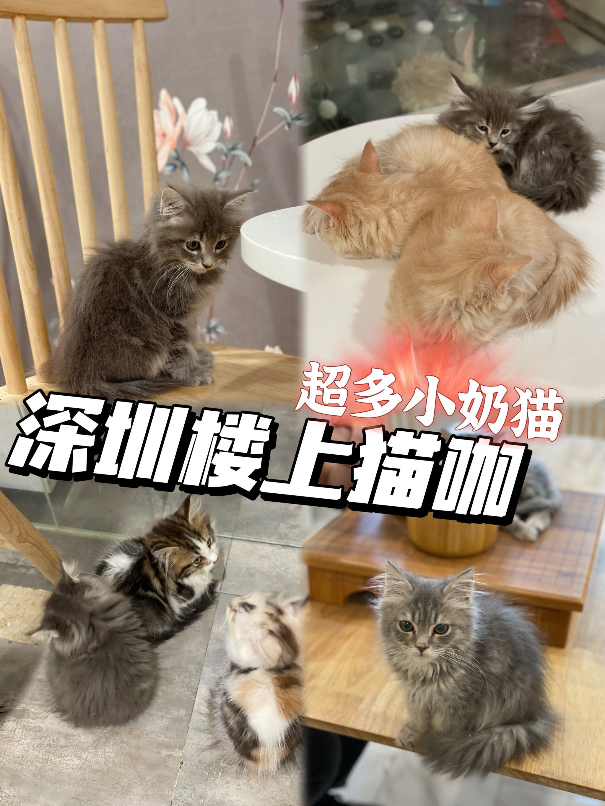 猫咪,氛围不错,还有两个国风小房间适合拍照
·
73套餐性价比