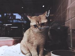 -FAELING PETS美天灵宠物(富力广场店)