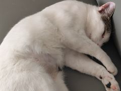 -宠颐生宠物医院·犬猫全科·皮肤科(商业街店)