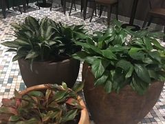 景观位-百年果林椰子鸡(中洲店)