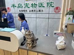 -半岛宠物医院24小时(西派城店)