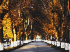 -四川大学(华西校区)