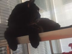 -瑞派福兴宠物医院犬猫全科·骨科·中西医结合(河东店)