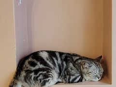 -猫儿山۰猫主题餐厅