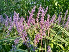 -昆山城市生态森林公园