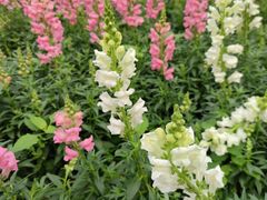 -天适樱花悠乐园