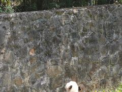 -都江堰中华大熊猫苑