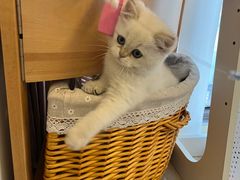 -柚子猫舍·精品猫舍购猫·猫咪认养·购宠·宠物店