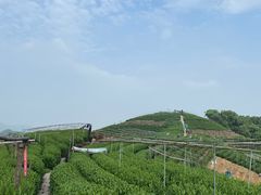 -龙坞茶村