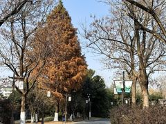 -泰州凤城河风景区-泰山公园
