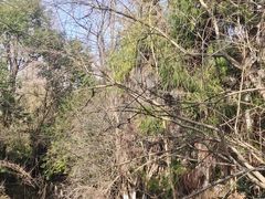 -东平国家森林公园