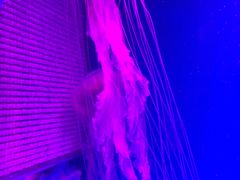 -芜湖新华联大白鲸海洋公园