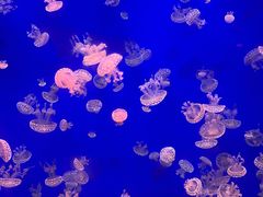 -江和美海洋公园