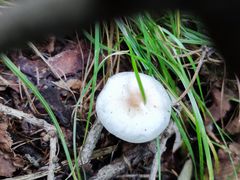 -白草畔自然风景区