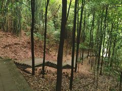 -凤栖山