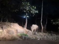 -清迈夜间动物园