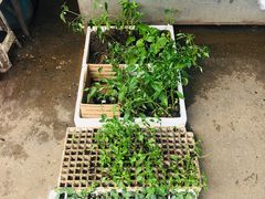 -树木岭集贸市场(劳动东路)