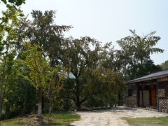 -千年银杏谷文化旅游区