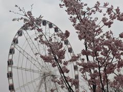 -顾村公园