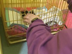 -瑞鹏宠物医院·爱宠堂·骨外专科(西荷分院)