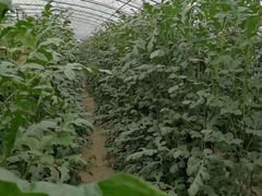 -庞各庄西瓜蔬菜采摘园·锦华瓜园