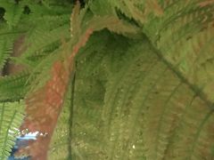 包房-醉小酒馆·川菜·江湖菜·重庆菜(观音桥旗舰店)