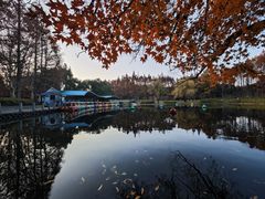 -上海共青森林公园