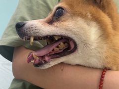 -纳吉亚猫专科动物医院·北北分院