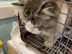 -纳吉亚猫专科动物医院·北北分院