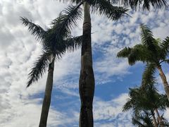 -深圳仙湖植物园
