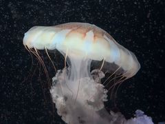 -欢乐海岸海洋奇梦馆