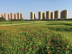 -映月湖中央公园
