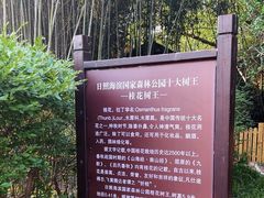 -日照海滨国家森林公园