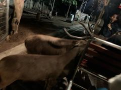 -清迈夜间动物园