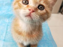 -纳吉亚猫专科动物诊疗中心(蒋宅口分院)