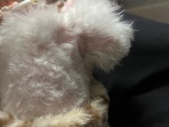 -瑞鹏宠物医院·爱宠堂·骨外专科(西荷分院)