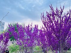 -海棠花溪(元大都城垣遗址公园)