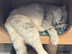 -more than meow吴止猫主题餐厅(承德 中船汇店)