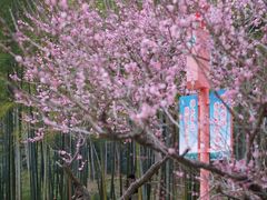 -苏州上方山国家森林公园