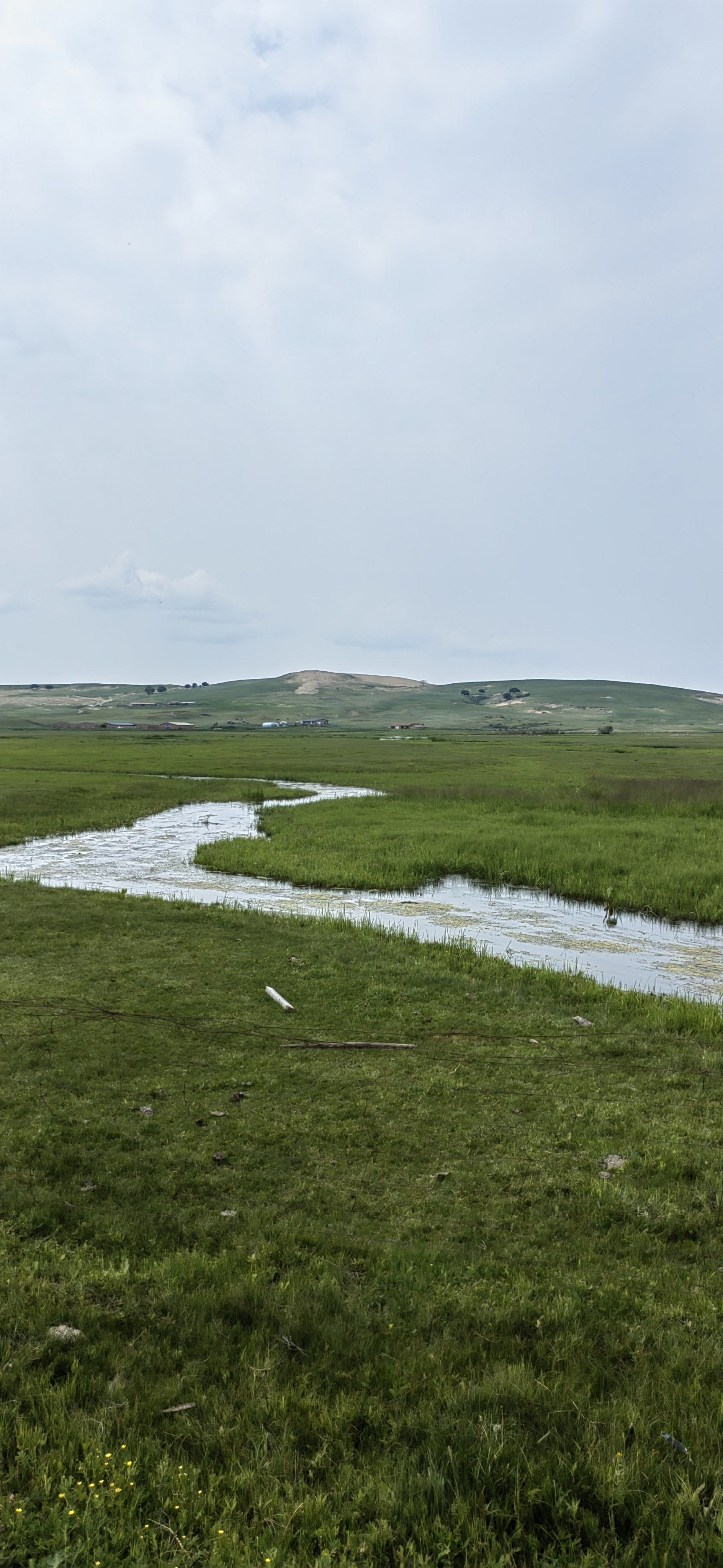 你能猜出这是什么吗?草原生长的蘑菇环保好吃.