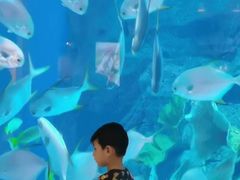 -迪拜水族馆及水下动物园
