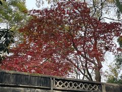 -秋霞圃