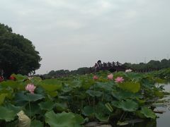 -荷塘月色湿地公园·向阳花洲
