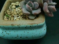 -万达广场(龙湖店)