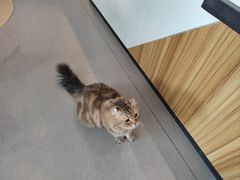 -御宝贝·A梦猫科宠物医院(国际猫友好医院)
