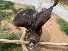 -西霞口神雕山野生动物世界