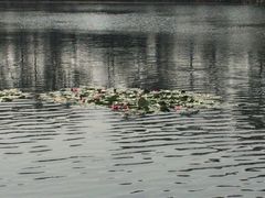 iphone_upload_pic-溱湖国家湿地公园