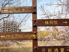-桃花堤公园